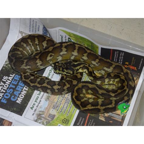 Image result for Spotted Python Natural Habitat