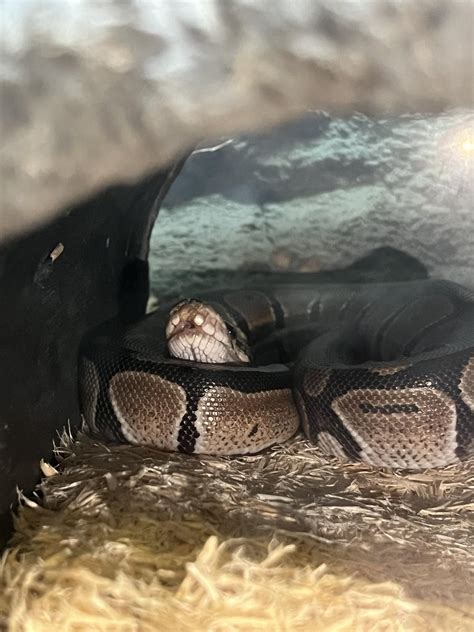 Image result for Sick Ball Python