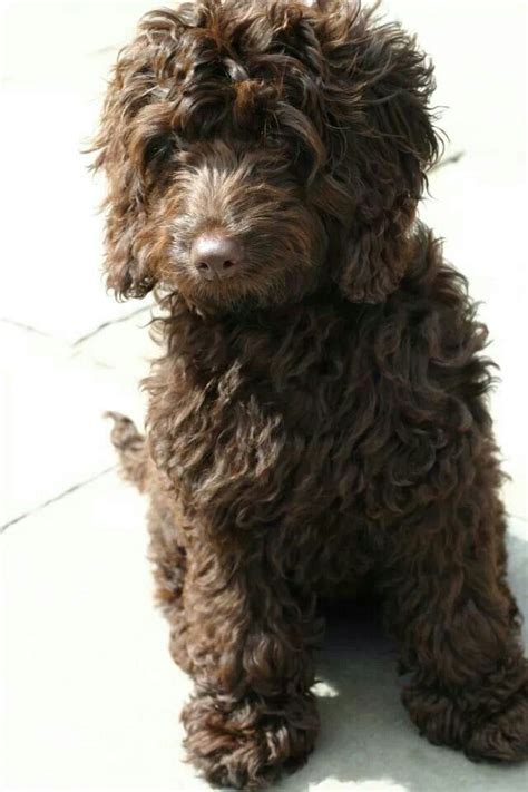 Chocolate Brown Cockapoo Adult に対する画像結果