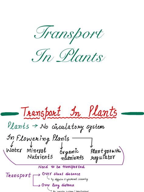 Image result for Transport in Plants Diagram