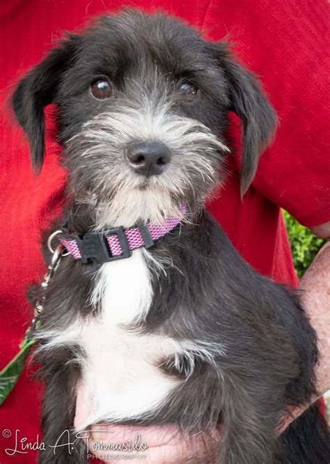 Image result for Adley Puppy