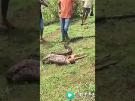 Image result for Reticulated Python Eating Deer