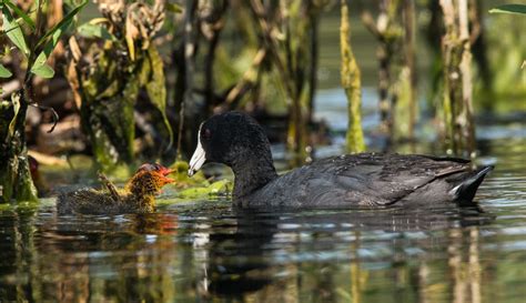 American Coot Range Map に対する画像結果