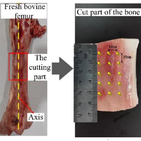 Image result for Process Bone