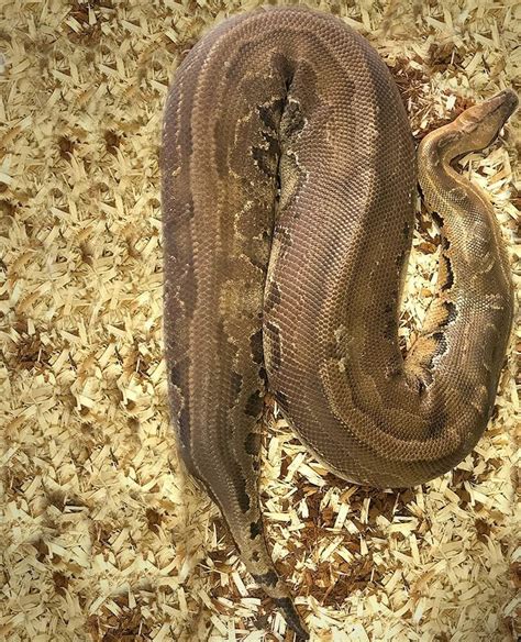 Blood Python Substrate に対する画像結果