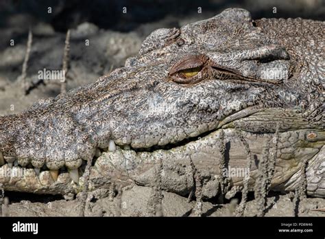 Crocodile saltwater habitat hi-res stock photography and images - Alamy