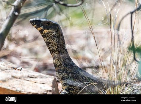 Image result for Australian Monitor Lizard