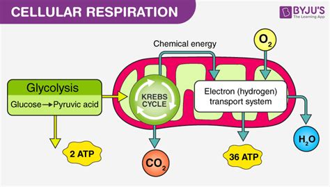 Image result for 3D Model Demonstrating 2 Systems Cellular Respiration System