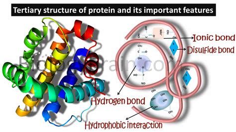Four levels of protein structure and examples - Biology Brain