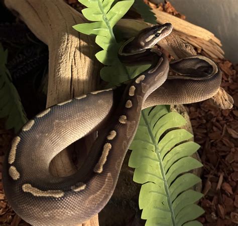 Image result for Ball Python Climbing Platform