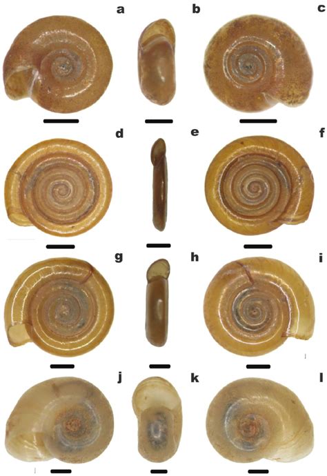 Planorbidae に対する画像結果