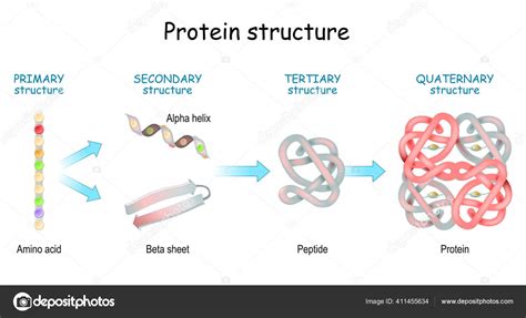 Image result for Protein Structure Types