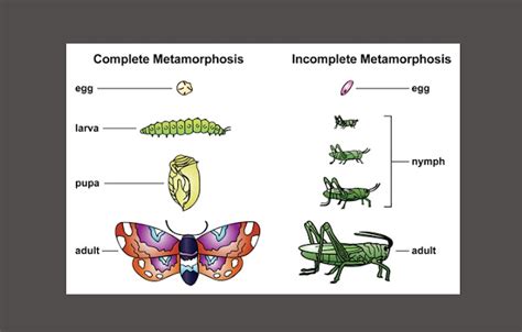 Image result for How to Make a Model of Complete Metamorphosis
