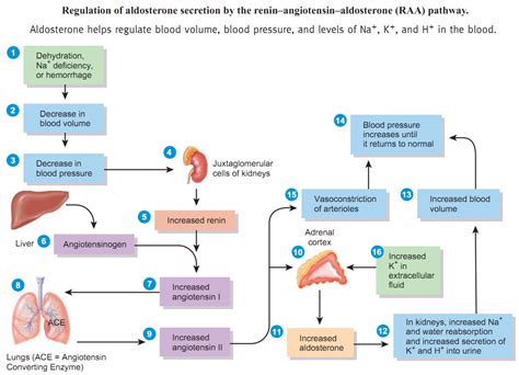Image result for Aldosterone Dehydration