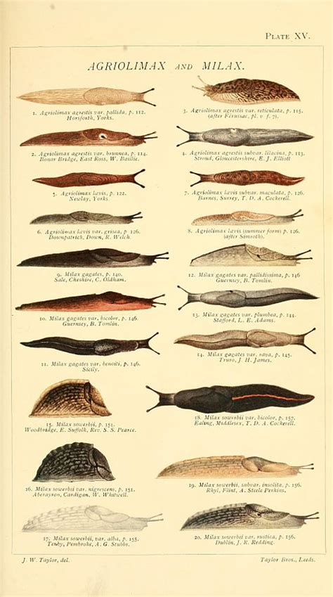 Image result for Slug Types