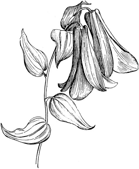 Toradh íomhá ar Bell Flower Drawing