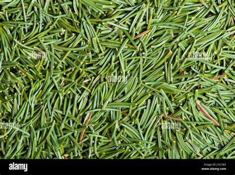 Image result for Fresh Christmas Tree Needles