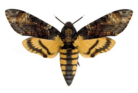 Image result for Dead Head Hawk Moth