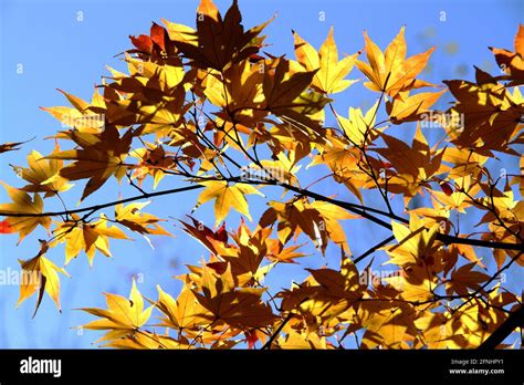 Image result for Maple Tree in Different Season