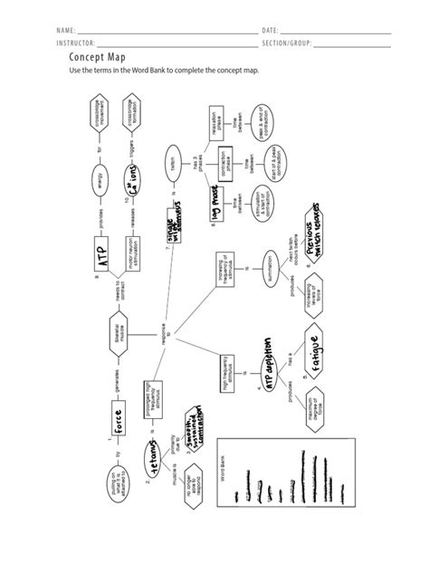 Toradh íomhá ar Muscle Contraction Concept Map