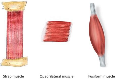 Image result for Parallel Muscle