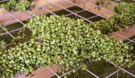 How to Dry Hops에 대한 이미지 결과