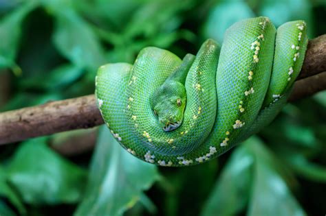 Green Tree Python Size に対する画像結果