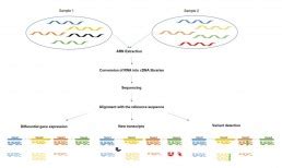 Image result for DNA/RNA Transcriptome Image