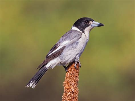 Image result for Australian Butcher Bird Sound