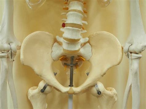 PivotTable Back Bone に対する画像結果