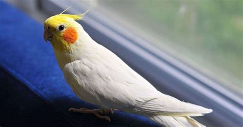 Image result for Cockatiels Playing