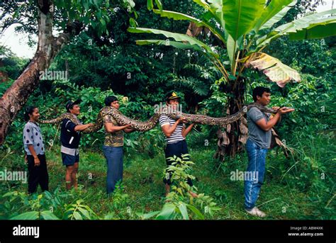 Image result for Human Holdingriticulated Python