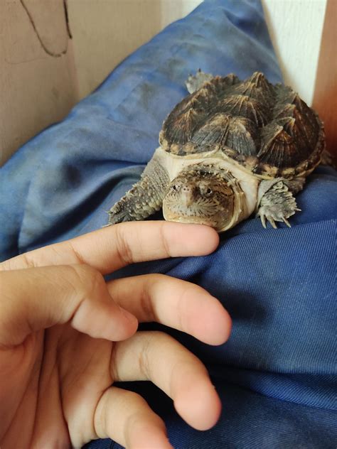 Pet Snapping Turtles