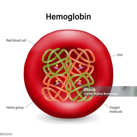 Image result for Hemoglobin Structure and Function