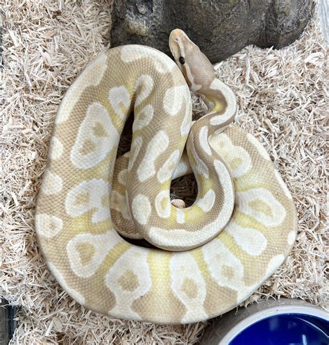 Image result for Mojave Ball Python