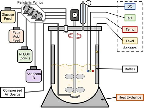 Image result for E. Coli Fermentor