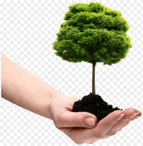 Image result for Tree-Planting Icon Transparent