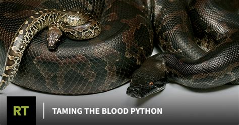 Image result for Blood Python Mating