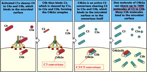 Image result for Complement C4C Fragment