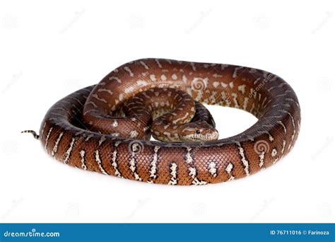 Toradh íomhá ar Central Carpet Python