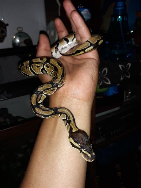 Image result for Baby Ball Python with Attitude