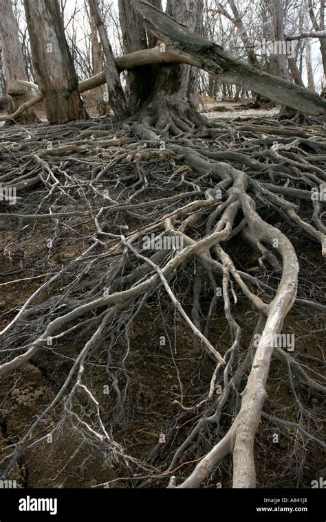 Silver Maple Root System に対する画像結果
