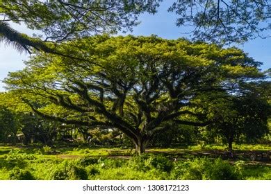 Image result for Trees Man Java Island