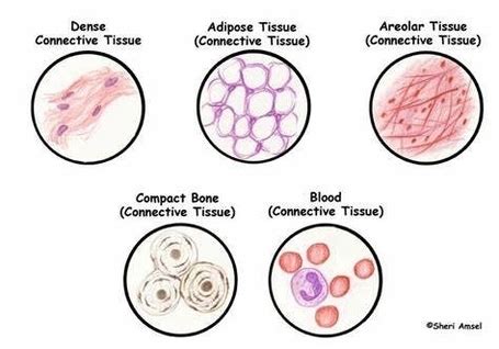 Image result for Human Tissue Types Diagram Chart