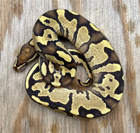 Image result for Disco Ball Python