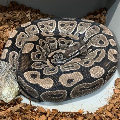 Afbeeldingsresultaten voor Anxanthic Ball Python