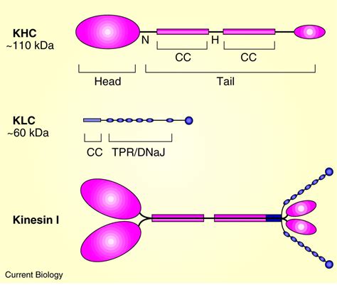 Image result for Kinesin GFP