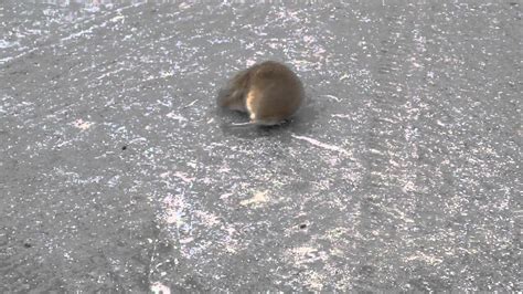 Image result for Mouse Running Around