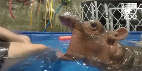 Zap Des Animaux に対する画像結果