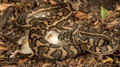 Image result for Carpet Python Habitat